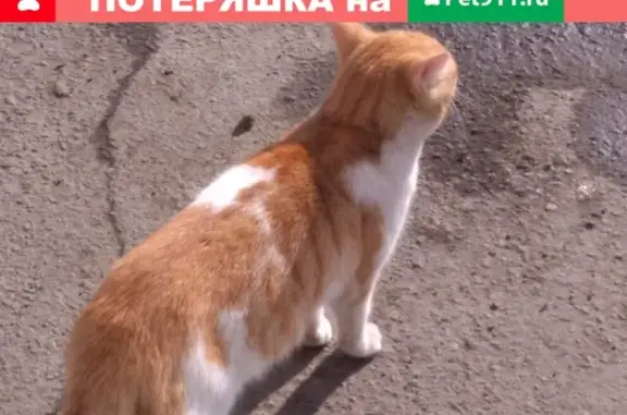 Найдена кошка в Копейске, Челябинская область
