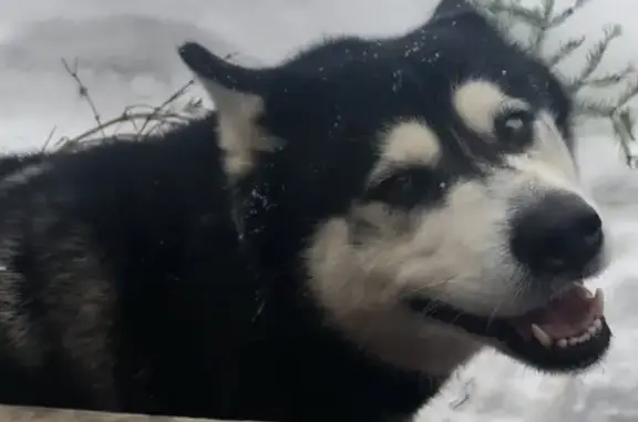 Пропала собака Хаска в Казани