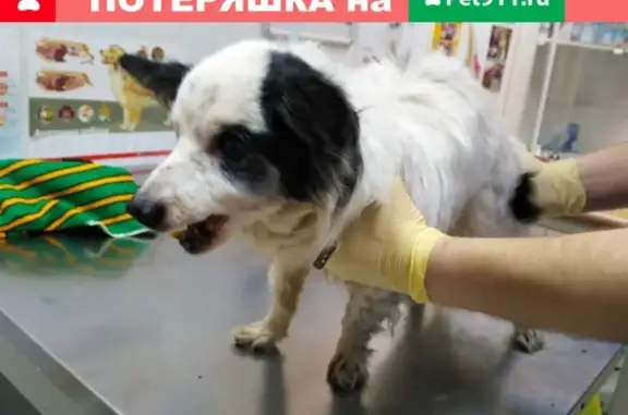 Найдена старая слепая собака в Великом Новгороде
