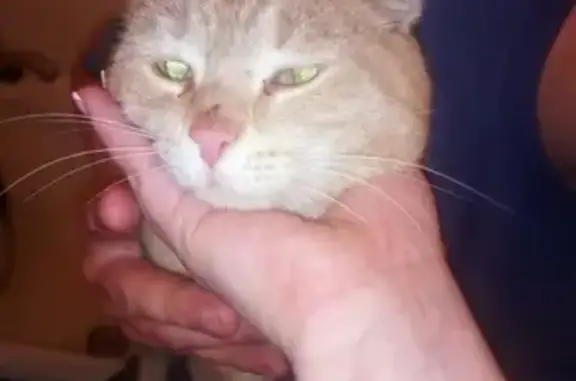 Найден толстый рыжий кот на ул. Курчатова, нужен хозяин!
