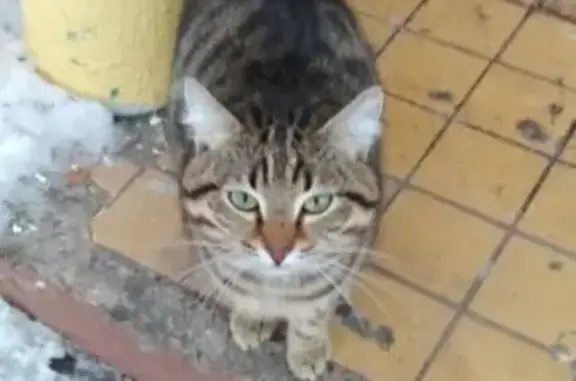 Найден кот в Набережных Челнах, ищем хозяев!