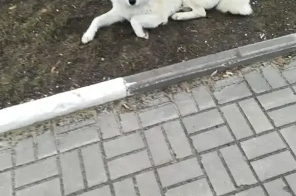 Найдена собака в Белгороде, ищем хозяев.