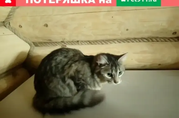 Найдена красивая кошка с фиолетовым ошейником в Ижевске