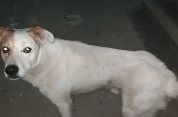 Найден добродушный пес Боря в Тольятти