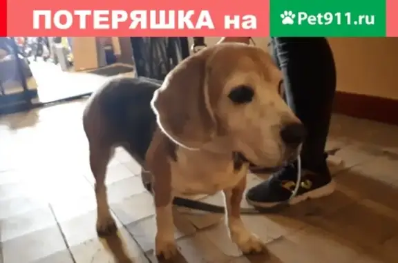 Найден пёс породы Бигль в Москве, ул. Павла Корчагина, дом 13.