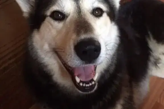 Потерянные животные деревня Лая, фото: Пропала собака в деревне Лая, хаски Хатти/Хатико, ищем!