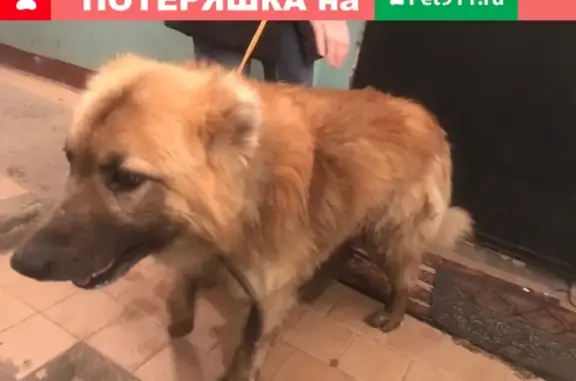 Собака найдена на Свердлова-65, Муром.