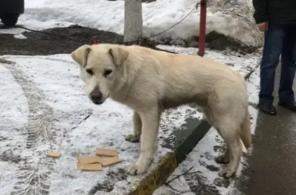 Найден белый пес с ошейником на ул. Партизанской, Самара