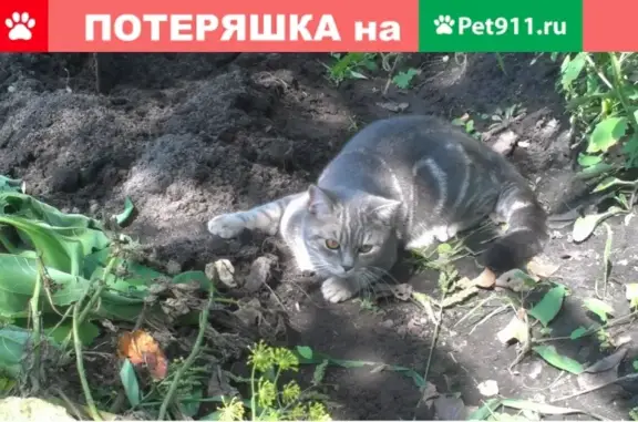 Пропала кошка в Брянске, п.Бежичи, вознаграждение