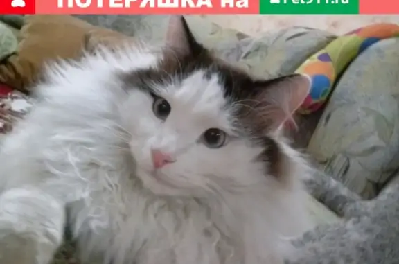 Кошки потеряшки, Балезино, фото: Потеряшка кот на ул. Восточной в Балезино, Удмуртская Республика