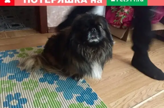 Найдена собака породы Пикинес в Виноградово