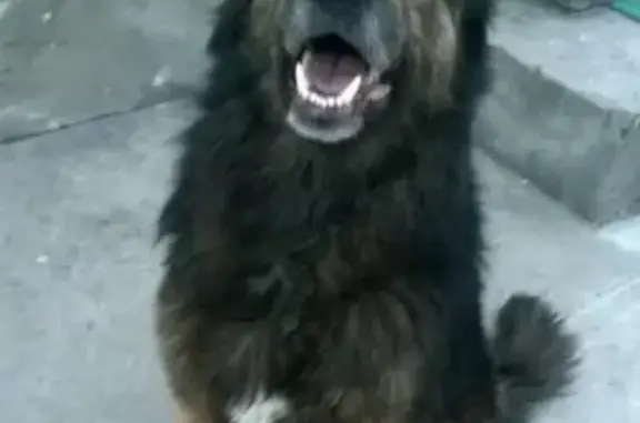 Пропала собака Граф в Борисовке