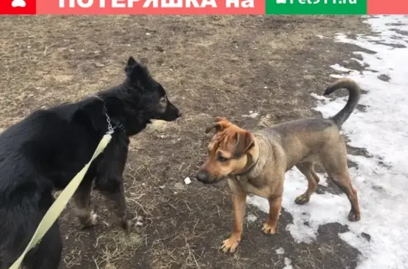 Найдена собака на Малой Балканской, дом 12