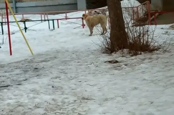 Найдена собака на улице Аптекарская 50 в Екатеринбурге