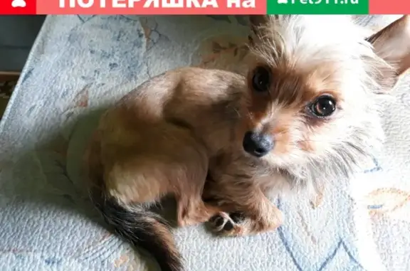 Пропала собака в Орше на ул. Лейтинанской