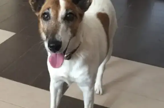 Пропала собака Рика в Нягани, вознаграждение!