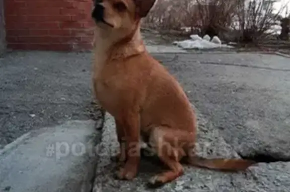 Найдена собака на Грибоедова в Октябрьском районе, ищем хозяина.