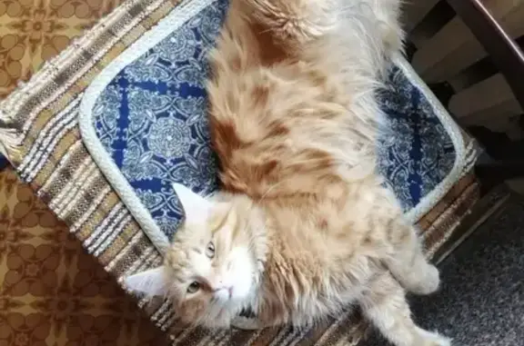 Объявления о пропавших и найденных животных, Москва, фото: Пропала кошка на ул. Бехтерева, Москва, возраст 11 мес.