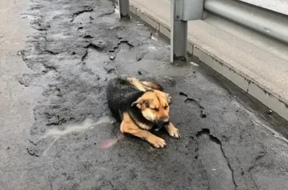 Найдена добрая собака на Новоприозерском шоссе, ищем хозяина!
