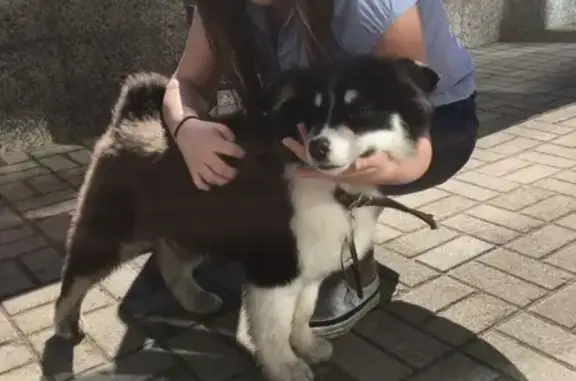 Найдена собака в Калининграде
