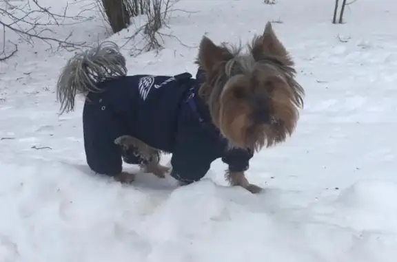 Собаки потеряшки, Москва, фото: Потеряшка собака в Москве, адрес: ул. Верхние поля 14к1.