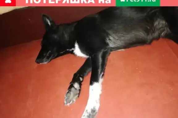 Найдена собака в Мурманске на ул. Аскольдовцев