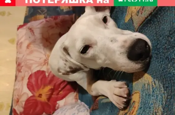 Пропала собака в Петрозаводске, лесопарковая зона на Лоссосинском шоссе.