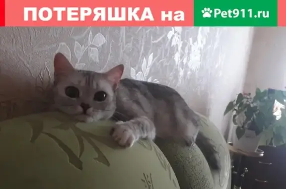 Кошки потеряшки, Тамбов, фото: Потеряшка кошка на ул. Уборевича, 5 (Россия, Тамбов)