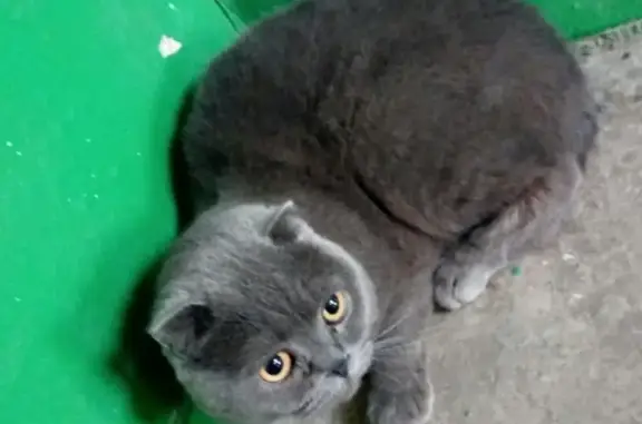 Найден кот на ул. М.Губайдуллина 21 в г. Уфа