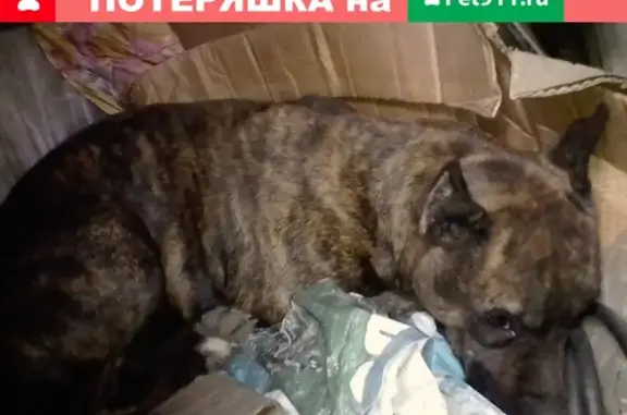 Найдена породистая собака на Баклановском проспекте