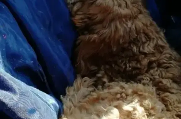 Собака возле МЧС найдена в Пскове