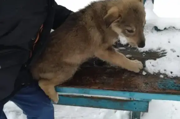 Найдена собака на улице Рабочая, Беломорск