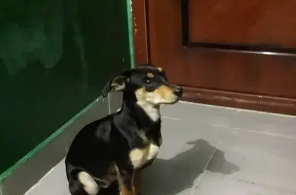 Найдена собака в районе Гилева, ищем хозяев!