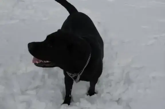 Пропала собака в Серове, черный лабрадор, на шее цепочка.