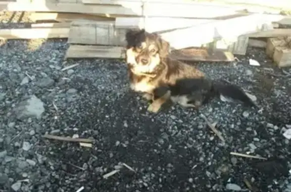 Пропала собака Веник в Лабытнанги, Ямало-Ненецкий АО