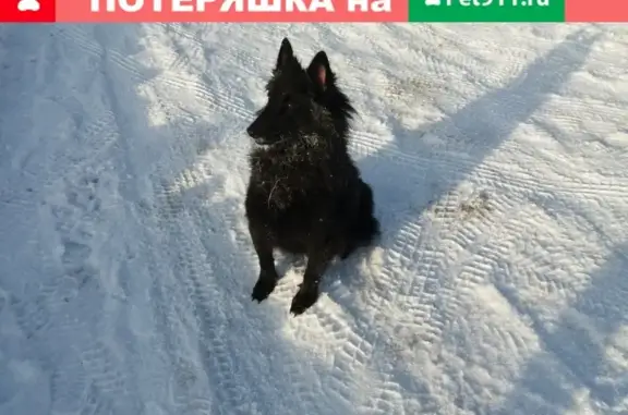 Пропала собака в Зарайске, помогите найти!