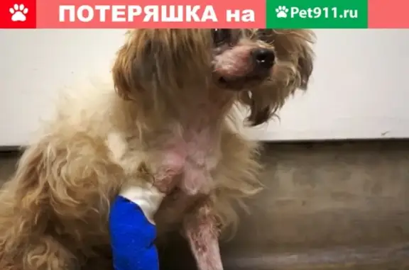 Найдена больная собака в Санкт-Петербурге, нужна помощь!