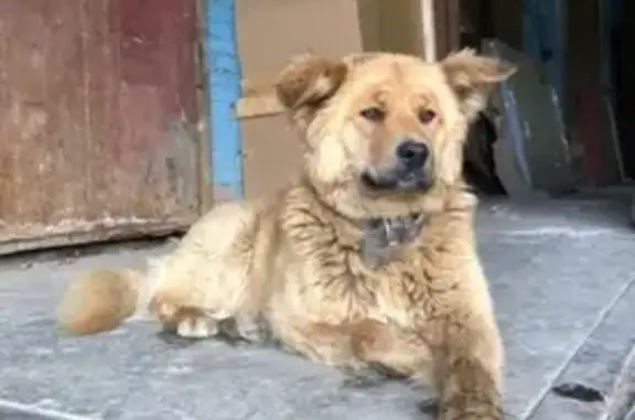 Пропала собака Чапа на Энергетической 23 в Норильске