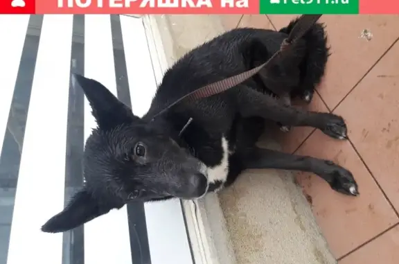 Найдена собака на сквере, ищет нового хозяина (Жуковский, Московская обл.)