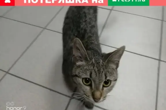 Найдена кошка на ул. Индустриальной в Костроме
