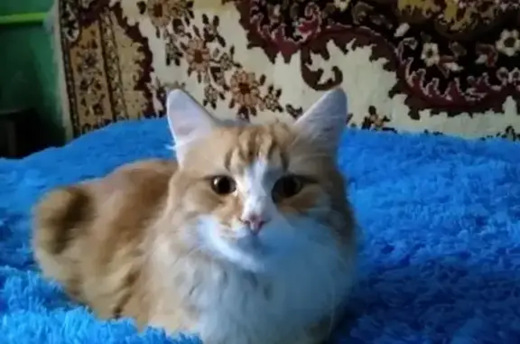 Пропала рыжая кошка на ул. Российской, Ленинградская, Краснодарский край