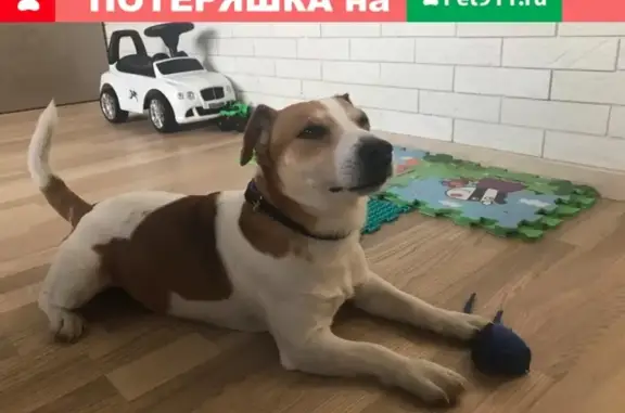 Найдена собака Джек Рассел в Климовских карьерах, Ярославль