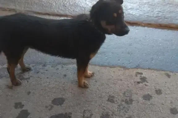 Найдена собака в ошейнике в Бл. Куйбышево, Новокузнецк.