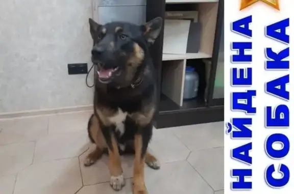 Найдена ласковая собака в Тюмени