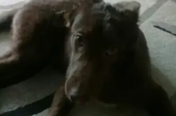 Пропала собака Тайсон в районе Фрунзе-Южная (Московская область)