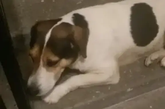 Найдена домашняя собака на ул. Пионерской, Череповец