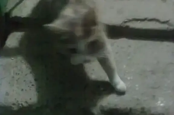 Трехшорстная кошка на ул. Спорта 1г, Тюмень.