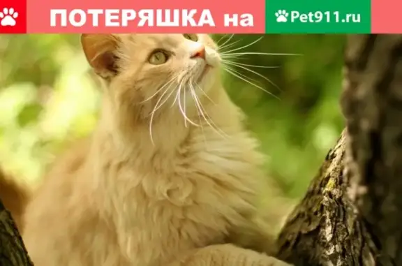 Найден бело-рыжий кот с ошейником на ул. Володарского, Наро-Фоминск