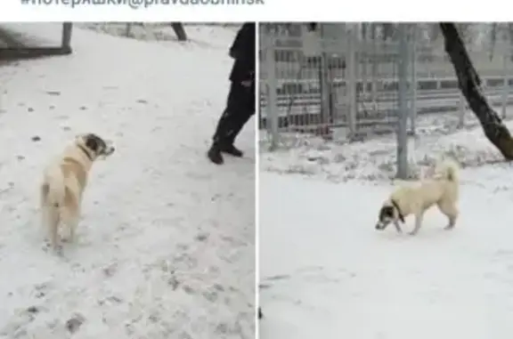 Пропала собака Линда в Обнинске
