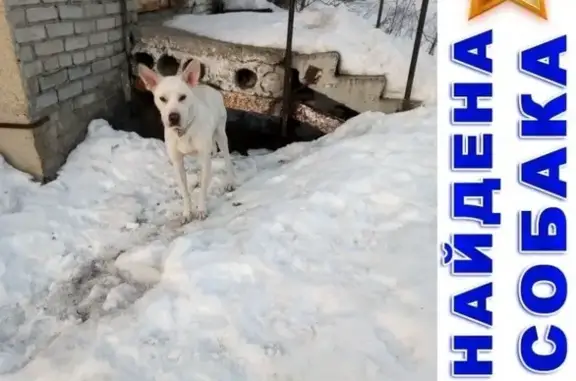 Найдена собака в Кургане